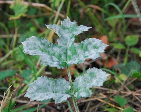 Erysiphe_ heraclei Erysiphe heraclei De Candolle 1815 Wirt: Heracleum sphondylium - Wiesen Bärenklau Bemerkungen: Erysiphe heraclei ist ein sogenannter polyphager, also viele...